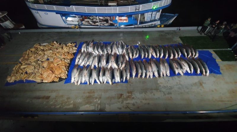 Mais de 16 toneladas de pescado ilegal são apreendidas durante ação integrada em Coari