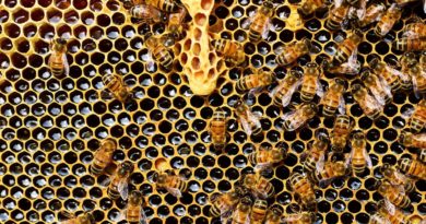 Nova resolução amplia criação de abelhas sem ferrão no Amazonas