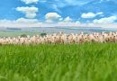 Produtores de gado comemoram aumento da produção em 2022