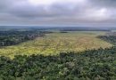 Rondônia apresenta maior queda no desmatamento na Amazônia entre janeiro e novembro de 2023
