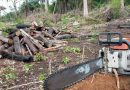 Desmatamento e exploração ilegal rendem à Amazônia Legal título de região mais violenta do Brasil