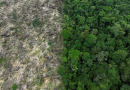 Desmatamento cai pela metade na Amazônia e sobe 43% no cerrado em 2023, aponta dados do Inpe