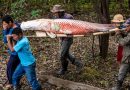 Com manejo sustentável, peixe símbolo da Amazônia recupera estoque natural na região do médio Solimões
