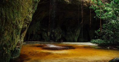 Sema inicia diagnóstico da cadeia produtiva de mel na APA Caverna do Maroaga