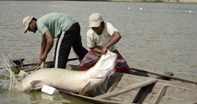 Genoma vira aliado na proteção de peixes da Amazônia