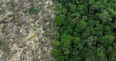 Amazonas segue entre estados que mais desmatam, apesar da queda geral na Amazônia