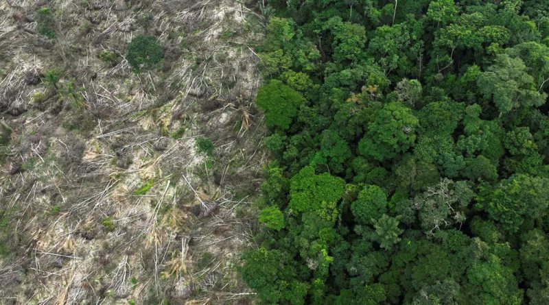 Amazonas segue entre estados que mais desmatam, apesar da queda geral na Amazônia