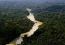 Dia da Amazônia chega aos 19 anos entre avanços, desafios e escolhas