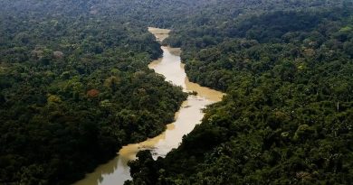 Dia da Amazônia chega aos 19 anos entre avanços, desafios e escolhas