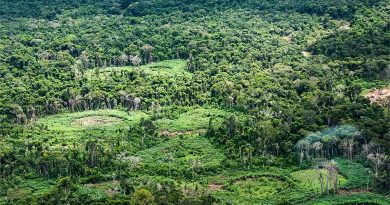 Amazônia tem 232 políticas de bioeconomia, mas falta integração Amazônia tem 232 políticas de bioeconomia, mas falta integração
