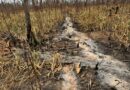 Roça sem fogo ganha força diante dos incêndios no Amazonas