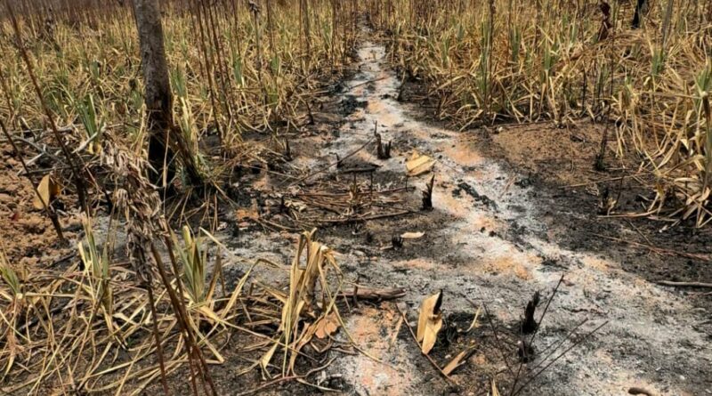 Roça sem fogo ganha força diante dos incêndios no Amazonas