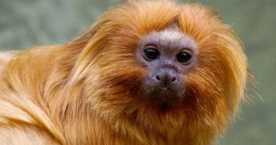 A campanha pelo mico-leão-dourado foi uma das 27 moções aprovadas no CBUC, considerado o maior evento da América Latina sobre meio ambiente e áreas protegidas