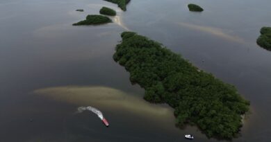 Países consideram insuficientes ações contra crise da biodiversidade Paranaguá (PR), 18/05/2026 – Manguezal na Baía de Paranaguá, área da Grande Reserva da Mata Atlêntica, onde ocorre monitoramento por pesquisadores do Programa de Recuperação da Biodiversidade Marinha (Rebimar). Foto: Fernando Frazão/Agência Brasil